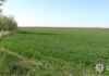 В Одесской области мужчина самовольно засеял 11 гектаров в прибрежной зоне Южного Буга