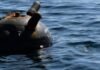 На Одесщине обезвредили дрейфующую в море противокорабельную морскую мину — ВИДЕО