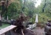 В результате непогоды в Одессе повалено 70 деревьев