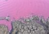 В Одесской области выявили массовую гибель рыбы в водоеме с розовой водой