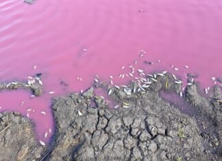 В Одесской области выявили массовую гибель рыбы в водоеме с розовой водой