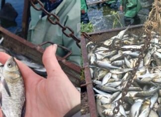 В озера Одесщины выпустят 3 миллиона рыб: стартовало зарыбление, — ФОТО