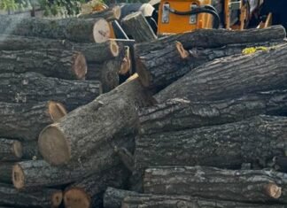 Массовая вырубка дров в Одесской области: полиция задержала двух мужчин, — ФОТО