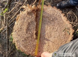 Нарубили деревьев на 600 тысяч гривен: в Одесской области будут судить двух мужчин