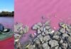 Розовая вода и мертвая рыба: экологи расследуют красивую, но опасную аномалию в Одесской области, — ФОТО