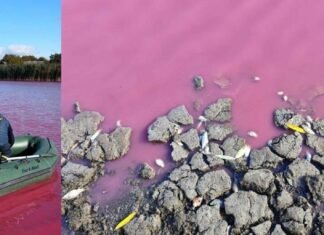 Розовая вода и мертвая рыба: экологи расследуют красивую, но опасную аномалию в Одесской области, — ФОТО