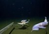 Новый рекордсмен океана: на глубине более 8000 м найдена самая глубоководная рыба в мире