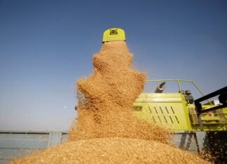 Вітчизняний зернотрейдер Grain Power за пів року наростив виторг від експорту на 32%, забезпечивши надходження в Україну понад $33 млн.