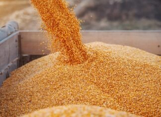 Американська кукурудза витісняє українську продукцію з іспанського ринку через різницю в ціні.