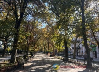Гербарий цветов и настроений: в Одессе окончательно воцарилась осень