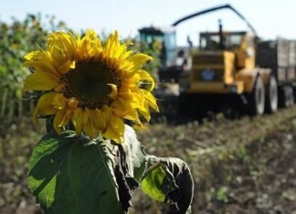 Аналітики зменшили прогноз виробництва сої та соняшнику в Україні.