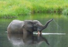 В Африке найдены 10 000 ранее потерянных слонов: вид все еще находится на грани вымирания