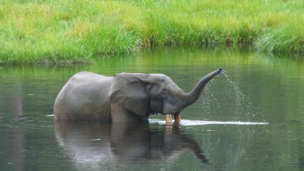 В Африке найдены 10 000 ранее потерянных слонов: вид все еще находится на грани вымирания