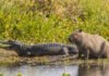 Самые дружелюбные животные в мире: почему крокодилы не нападают на капибар (видео)