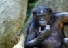 Людям следует поучиться: шимпанзе способны отвергать собственные взгляды, если есть убедительные возражения