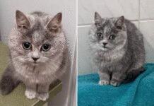 Девушка завела котенка из Украины: через несколько месяцев она поняла, что что-то пошло не так (фото)