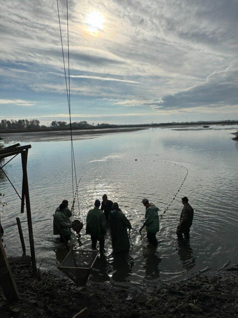 Более полумиллиона молодых рыб выпустили в водоем в Одесской области