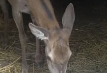 Травмирование оленя в Одесском зоопарке: как чувствует себя животное через месяц