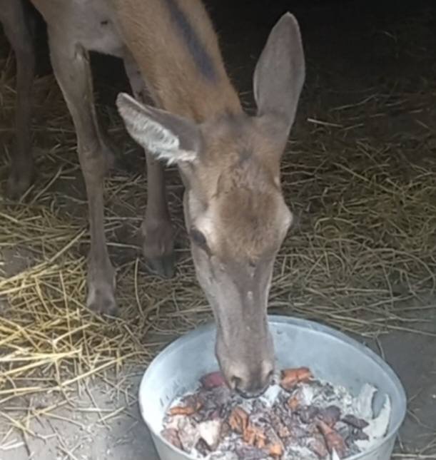 Травмирование оленя в Одесском зоопарке: как чувствует себя животное через месяц