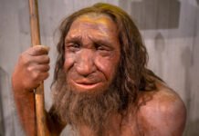 Поглощение, а не исчезновение: неандертальцы никогда не вымирали, согласно исследованию