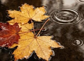 В понедельник Одессу покроют дожди и туман: прогноз на 10 ноября