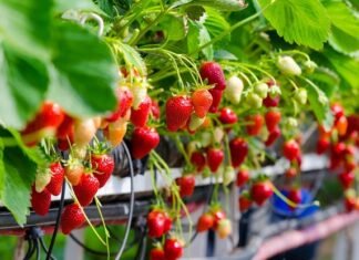 Компанія з Волині розвиває органічне ягідництво та експортує продукцію до ЄС.