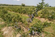 На тлі зростання попиту Україна має шанс наростити виробництво популярних ягід та горіхів.