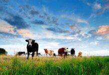 Уряд посилює підтримку аграріїв на прифронтових територіях.