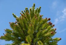 Сбой в системе: найден один аромат, который делает людей счастливыми