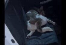 Кто сбил собаку? Виновны ли одесские патрульные в смерти животного