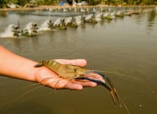 На Закарпатті з’явилась креветкова ферма, експерти говорять про перспективність цього напрямку для України.