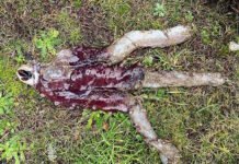 Демогоргон из «Очень странных дел» существует: его выбросило на берег в Шотландии (фото)