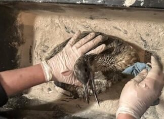 На одесских пляжах настоящая экологическая катастрофа — директор одесского зоопарка