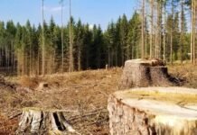 Экоудар по Одесской области: инспекторы обнаружили незаконную вырубку деревьев, — ФОТО