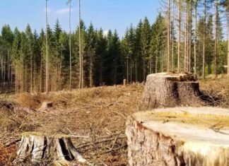 Экоудар по Одесской области: инспекторы обнаружили незаконную вырубку деревьев, — ФОТО