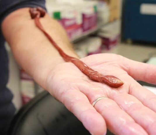 Гигантский ленточный червь оказался самым старым в мире: сколько лет рекордсмену (фото)