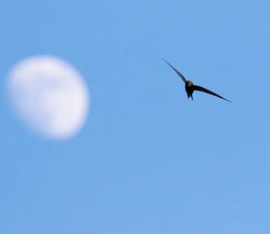 Как долго птицы могут не касаться земли: назван вид, способный летать без передышки 10 месяцев