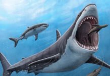 Найдена гигантская акула, державшая океан в страхе еще до мегалодона: какой она была (фото)