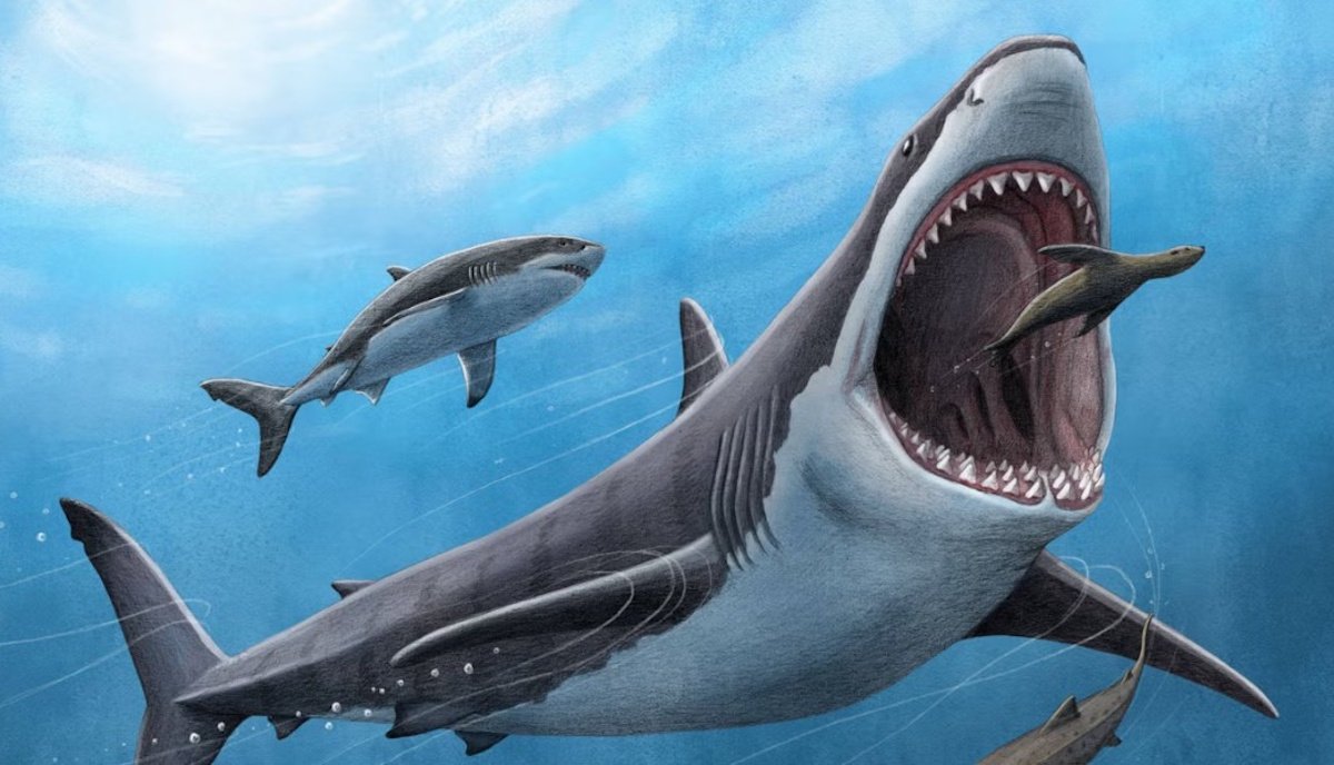 Найдена гигантская акула, державшая океан в страхе еще до мегалодона: какой она была (фото)