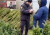 В Одессе проверяют точки продаж елок и хвойных деревьев