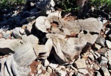 Самое древнее дерево на Земле прожило 4900 лет: затем ученый срубил его (видео)