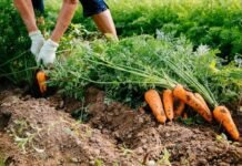 Черкаські фермери планують оптимізувати бізнес і вирощувати два врожаї овочів на сезон.