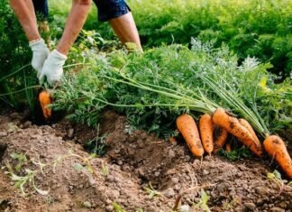 Черкаські фермери планують оптимізувати бізнес і вирощувати два врожаї овочів на сезон.