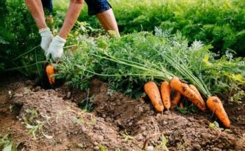 Черкаські фермери планують оптимізувати бізнес і вирощувати два врожаї овочів на сезон.