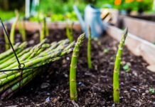 Вітчизняні аграрії експериментують з екзотичними культурами на тлі зростання попиту на них.