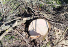 Почти 60 тысяч убытков: правоохранители остановили незаконную вырубку в Одесской области, — ФОТО