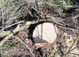 Почти 60 тысяч убытков: правоохранители остановили незаконную вырубку в Одесской области, — ФОТО