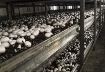 На Волині планують звести ферму з вирощування грибів та свинокомплекс на 10 000 голів, а держава збільшує підтримку агросектору.