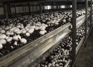 На Волині планують звести ферму з вирощування грибів та свинокомплекс на 10 000 голів, а держава збільшує підтримку агросектору.