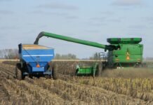 Майже половина національних виробників олії можуть зіткнутись з дефіцитом сировини через скорочення врожаю соняшнику.